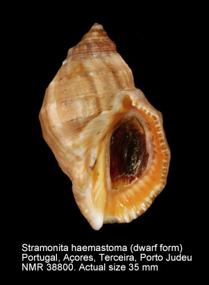 Stramonita haemastoma (dwarf form).jpg - Stramonita haemastoma(Linnaeus,1767)